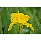 Canna indica 12 Stamm