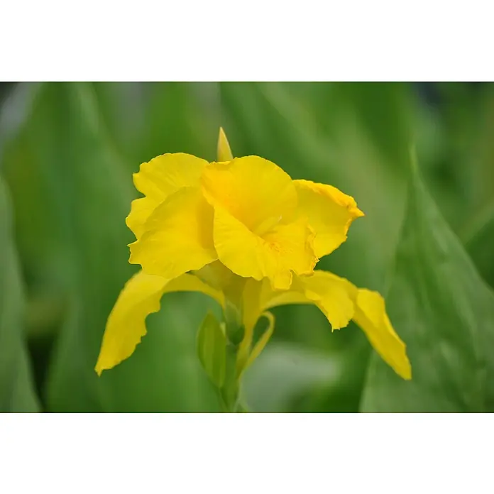 Piardino BlumenrohrCanna indica, Gelborange - Nahaufnahme einer leuchtend gelben Canna-Lilie, deren Blütenblätter sanftes Sonnenlicht einfangen, vor einem beruhigenden grünen Hintergrund.