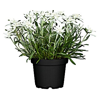 Piardino Edelweiß (Leontopodium alpinum, Blütenfarbe: Silber/Weiß)