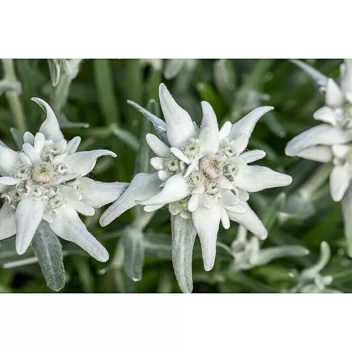 Piardino Edelweiß - Leontopodium alpinum, Blütenfarbe: Silber/Weiß - Detailaufnahme