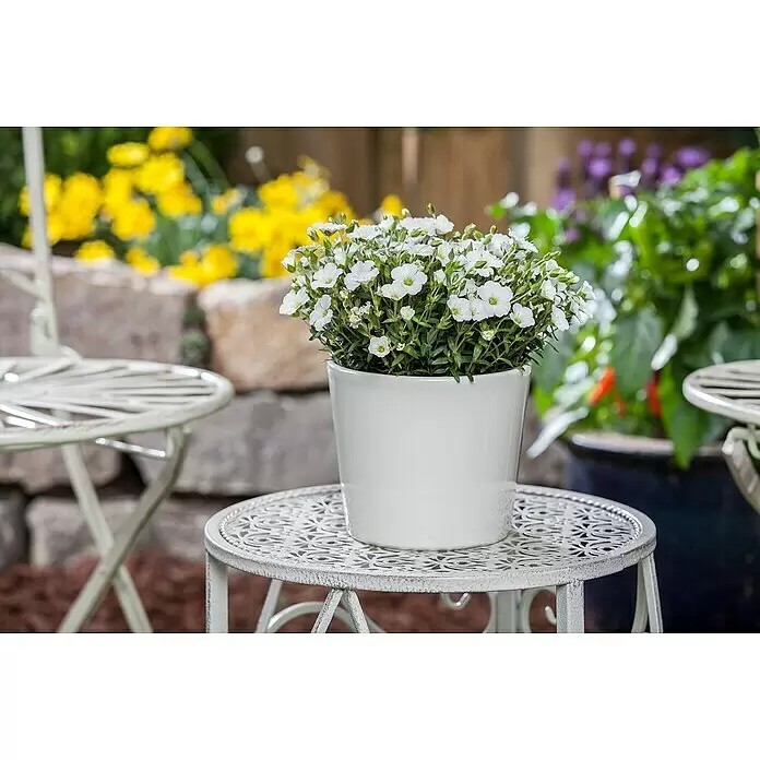 Piardino Berg-Sandkraut - Arenaria montana, Blütenfarbe: Weiß, Topfvolumen: 3 l - Weißer Keramiktopf mit weißen Blumen auf einem dekorativen weißen Metall-Gartentisch auf einer Terrasse.