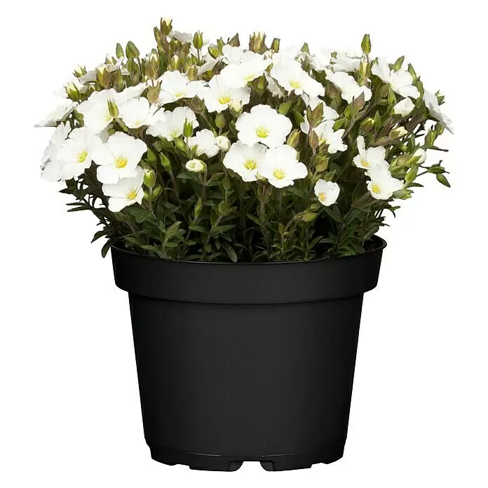 Piardino Berg-Sandkraut - Arenaria montana, Blütenfarbe: Weiß, Topfvolumen: 3 l - Topfpflanze mit vielen weißen Blüten und grünen Blättern in einem schwarzen Topf.