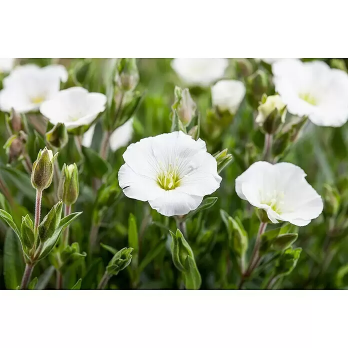 Piardino Berg-Sandkraut - Arenaria montana, Blütenfarbe: Weiß, Topfvolumen: 3 l - Weiße Blüten mit grünen Blättern und geschlossenen Knospen in einem Garten.