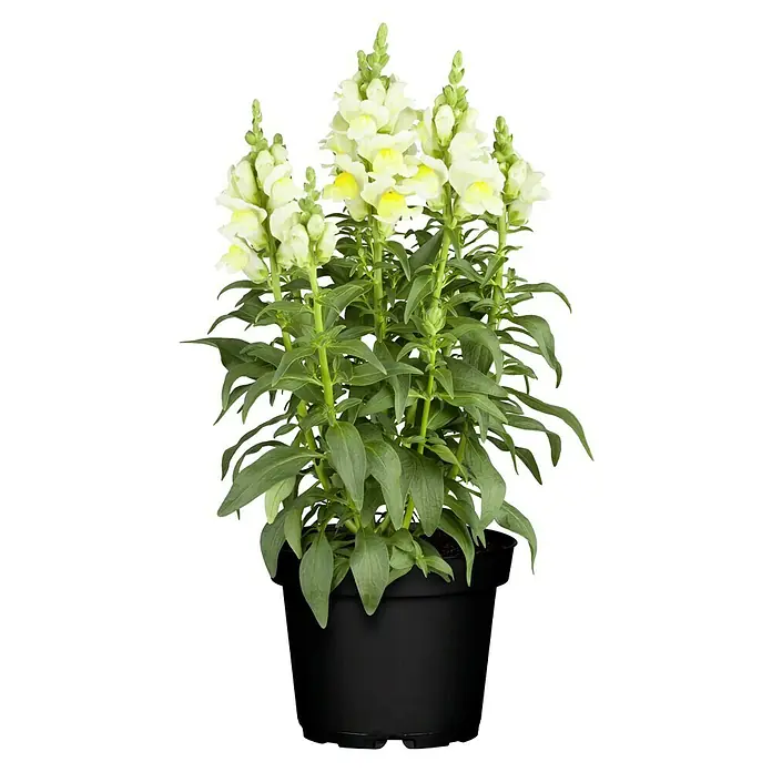 Piardino Antirrhinum majus - Tamaño de maceta: 12 cm - Una exhibición en maceta de flores de boca de dragón de color amarillo brillante y blanco con hojas verdes, mostrando una selección floral vibrante y encantadora.