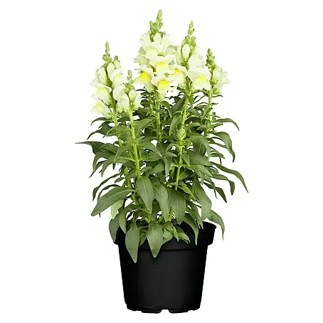 Piardino Antirrhinum majus