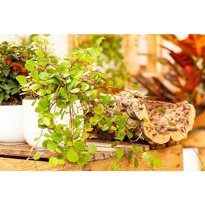 Piardino Drahtwein - Muehlenbeckia complexa, Topfgröße: 13 cm - Ein Tisch mit Pflanzen in Töpfen, darunter eine Muehlenbeckia mit kleinen runden Blättern, die über den Topf hängen.