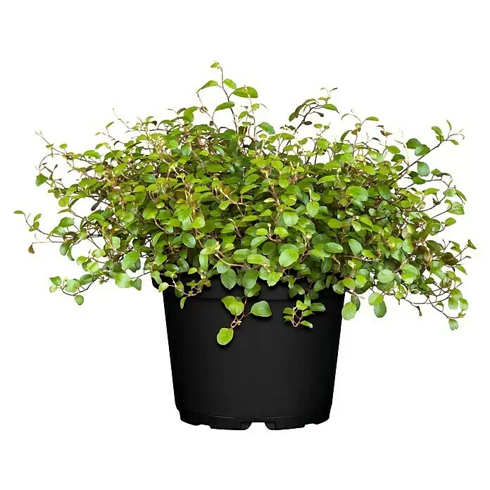 Piardino Drahtwein - Muehlenbeckia complexa, Topfgröße: 13 cm - Eine üppige, grüne Pflanze mit kleinen Blättern in einem schwarzen Plastiktopf.