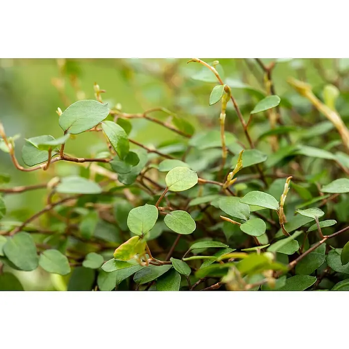 Piardino Drahtwein - Muehlenbeckia complexa, Topfgröße: 13 cm - Nahaufnahme einer Muehlenbeckia complexa Pflanze mit kleinen, runden, grünen Blättern und dünnen, braunen Stielen. Die Blätter sind dicht und buschig.