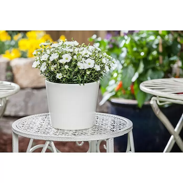 Piardino Berg-Sandkraut - Arenaria montana, Topfgröße: 13 cm, Weiß - Stimmungsaufnahme