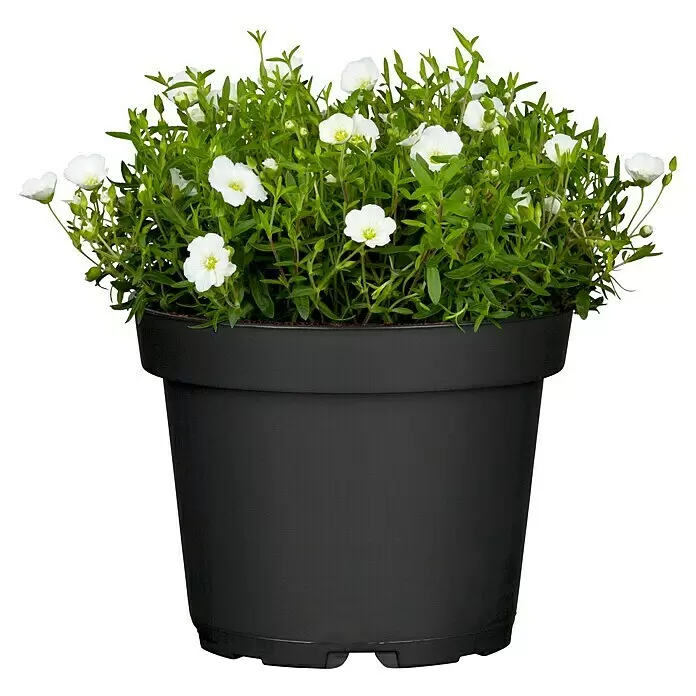Piardino Berg-Sandkraut - Arenaria montana, Topfgröße: 13 cm, Weiß - Vorderansicht