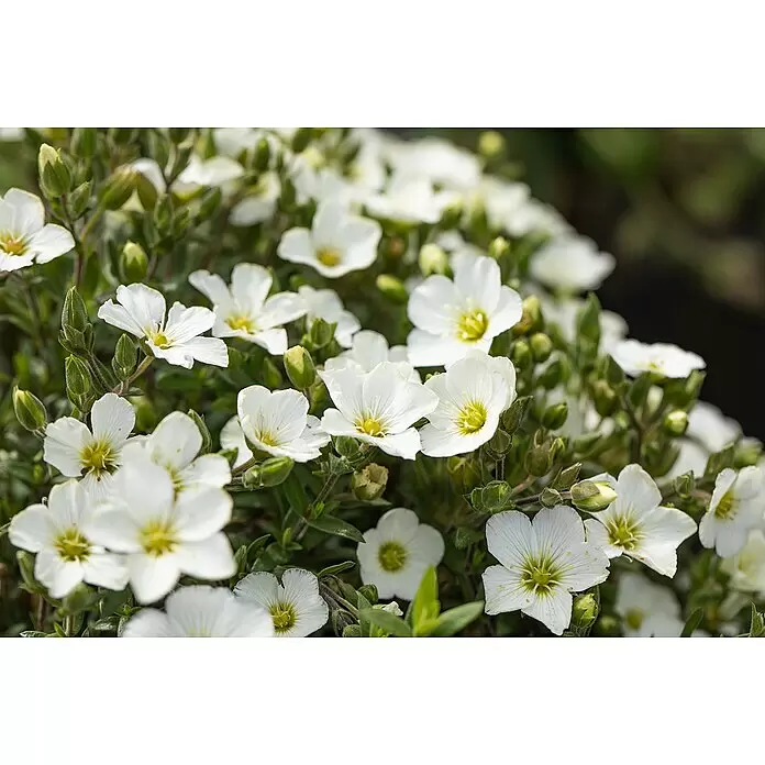Piardino Berg-Sandkraut - Arenaria montana, Topfgröße: 13 cm, Weiß - Detailaufnahme