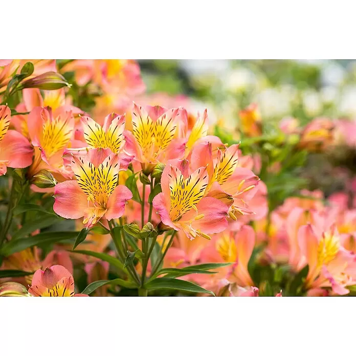 Piardino Inkalilie Mix - Alstroemeria, 19 cm - Detailaufnahme