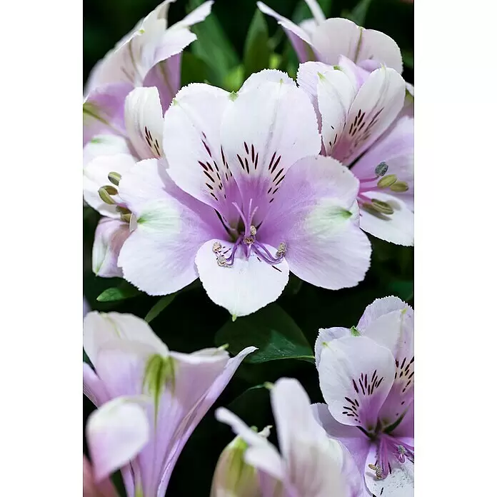 Piardino Inkalilie Mix - Alstroemeria, 19 cm - Detailaufnahme