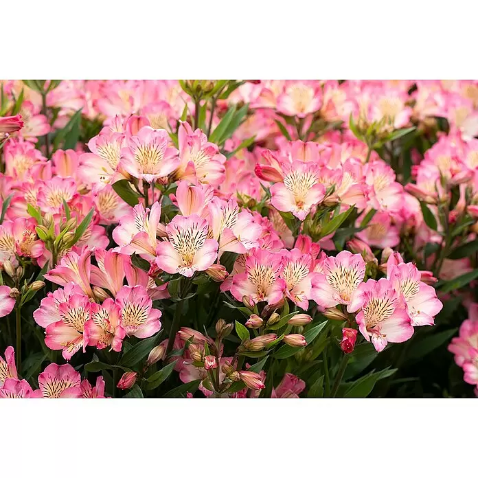 Piardino Inkalilie Mix - Alstroemeria, 19 cm - Detailaufnahme