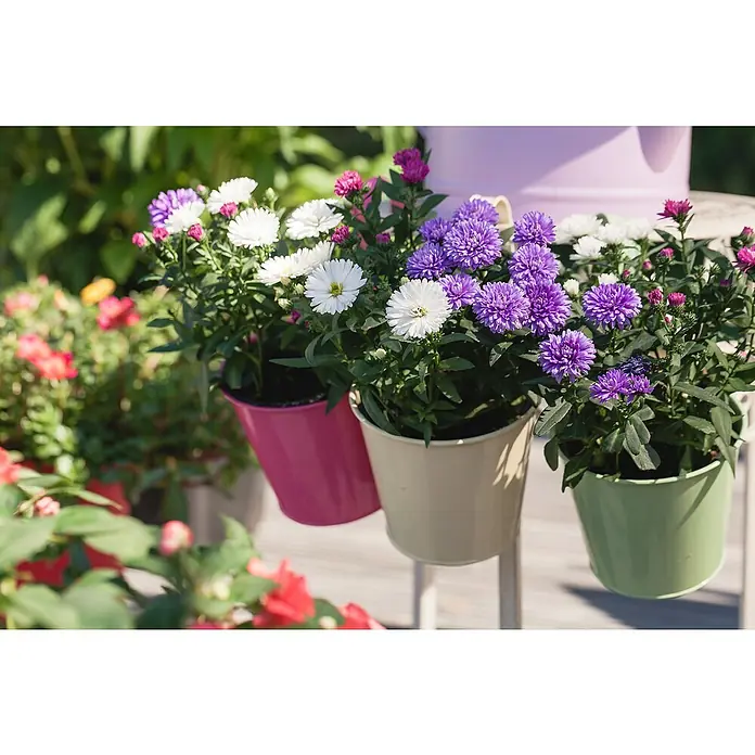 Piardino Glattblatt-AsterAster novi-belgii, weiß, Weiß - Eine Nahaufnahme von farbenfrohen Topfblumen, die auf einer Staffelei stehen, darunter lila, weiße und rosa Blüten. Die Töpfe sind rosa, beige und grün.
