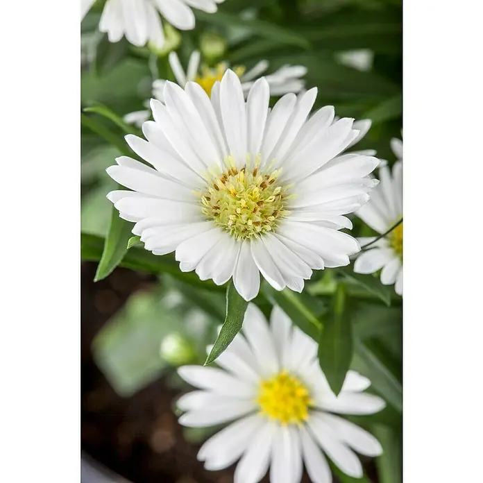 Piardino Glattblatt-AsterAster novi-belgii, weiß, Weiß - Nahaufnahme einer weißen Glattblatt-Aster mit gelber Mitte und spitzen Blütenblättern, die einen frischen und sauberen Eindruck vermittelt.