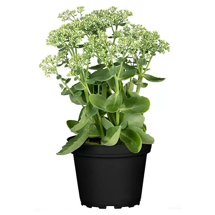 Piardino Garten-Fettblatt - Sedum telephium, Rosa - Eine Topf-Sedumpflanze mit sattgrünen Blättern und zahlreichen hellgrünen Blütenknospen in einem einfachen schwarzen Plastiktopf.
