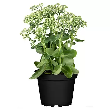 Piardino  Garten-Fettblatt