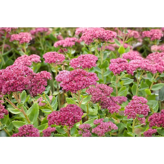 Piardino Garten-Fettblatt - Sedum telephium, Rosa - Nahaufnahme von rosafarbenen Fetthennenblüten. Die Blütenstände sind dicht und die grünen Blätter bilden einen schönen Kontrast.