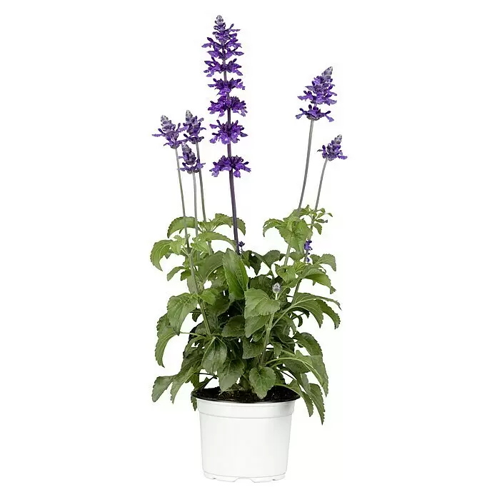 Piardino Mehliger Salbei - Salvia farinacea 'Mystic Spires', Lila - Eine lebendige, getopfte lila Salbeipflanze mit grünen Blättern in einem weißen Topf.