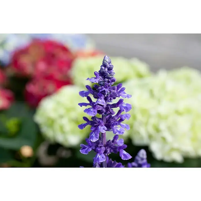 Piardino Mehliger Salbei - Salvia farinacea 'Mystic Spires', Lila - Nahaufnahme einer violetten Salbei-Blume, die ihre filigranen Blüten und lebendige Farbe zeigt, vor einem verschwommenen floralen Hintergrund.