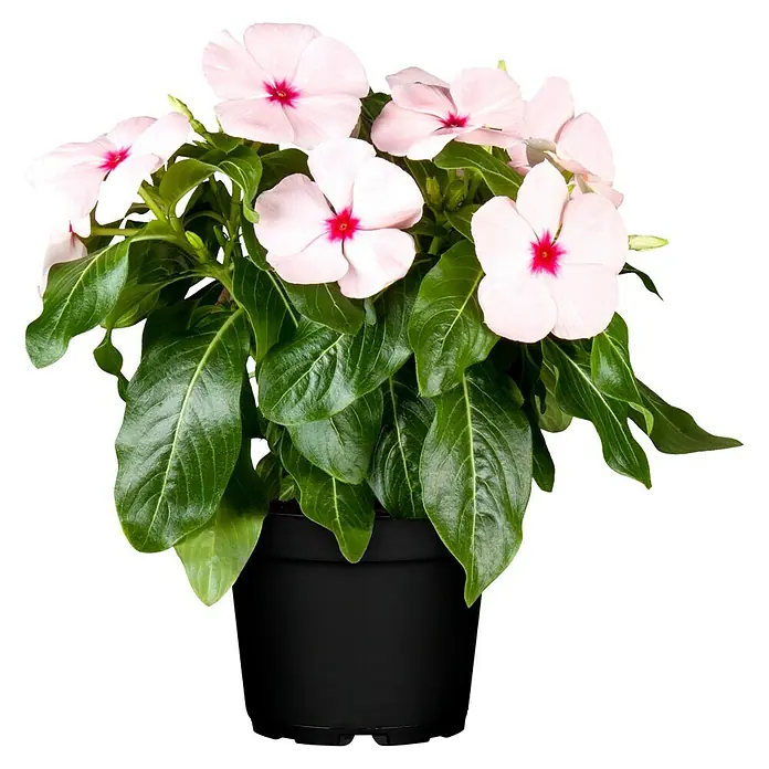 Piardino Staude - Catharanthus roseus, Topfgröße: 12 cm, Blütenfarbe: Rosa - Nahaufnahme einer Topfpflanze mit zarten, rosa Blüten und üppigen grünen Blättern vor einem neutralen, schwarzen Hintergrund.