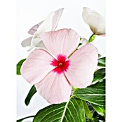 Vinca Catharanthus 12 . i.F. gem.