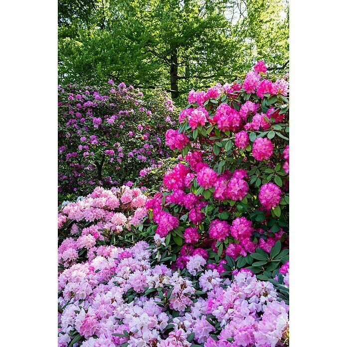 Piardino Großblumiger RhododendronRhododendron Hybride, Artenabhängig Detail Shot