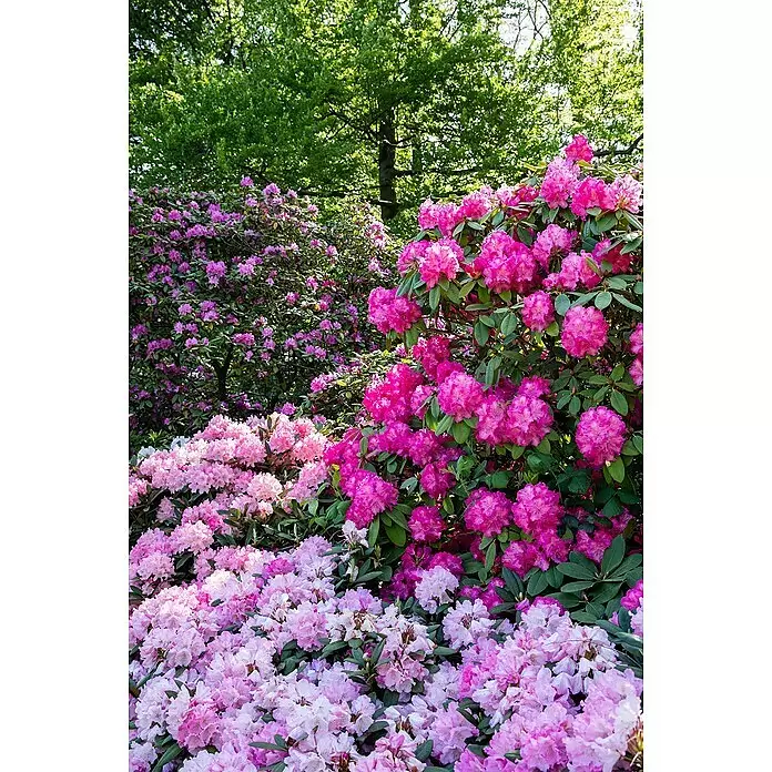 Piardino Rhododendron in SortenRhododendron, Blütenfarbe: Artenabhängig