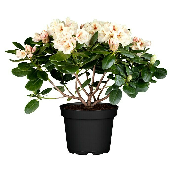 Piardino Rhododendron in Sorten - Rhododendron x Hybride, Topfgre: 23 cm,  Bltenfarbe: Artenabhngig online kaufen bei BAUHAUS