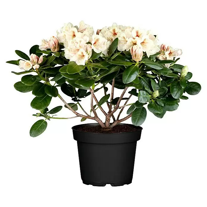 Piardino Rhododendron in SortenRhododendron, Blütenfarbe: Artenabhängig