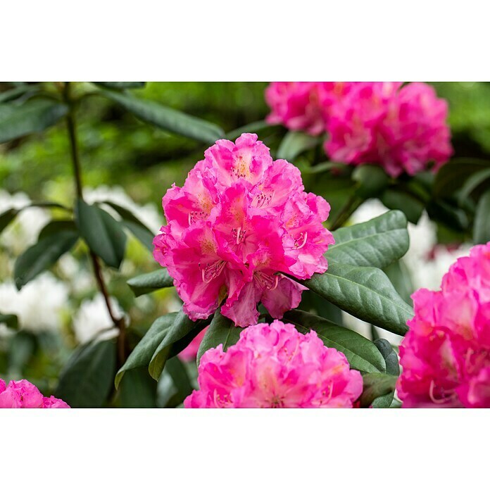 Piardino Großblumiger RhododendronRhododendron Hybride, Artenabhängig Detail Shot