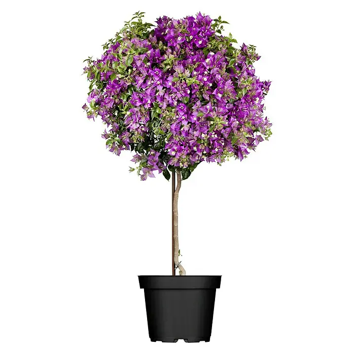 Piardino Buganvilla - Bougainvillea glabra, Tamaño de maceta: 19 cm - Un árbol de buganvilla en una maceta, sus flores púrpuras forman una bola exuberante y su tallo se eleva elegantemente.