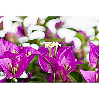 Piardino Drillingsblume Spalier (Bougainvillea glabra, Topfvolumen: 19 l)