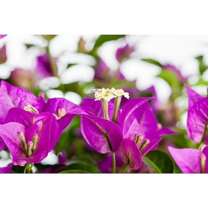 Piardino Drillingsblume Spalier - Bougainvillea glabra, Topfgröße: 19 cm - Nahaufnahme von leuchtend pinkfarbenen Bougainvillea-Blüten, die ihre zarten, weißen Blütenstände inmitten grüner Blätter präsentieren.