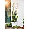 Windhager Rankhilfe (B x H: 50 x 150 cm, 1 Stk., Holz, Hellbraun) | BAUHAUS