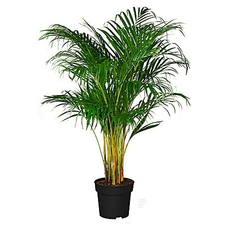 Piardino Goldfruchtpalme (Dypsis lutescens, Topfgröße: 24 cm)