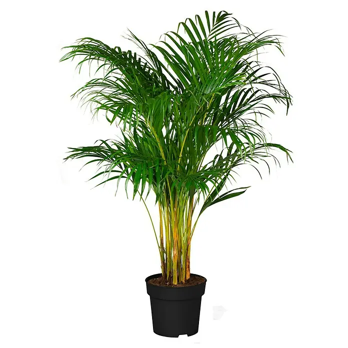 Piardino Goldfruchtpalme - Dypsis lutescens, Topfgröße: 24 cm - Zimmerpflanze Areca Palme im schwarzen Topf. Die Palme hat grüne Blätter und gelbe Stiele. Sie ist eine schöne und pflegeleichte Pflanze.