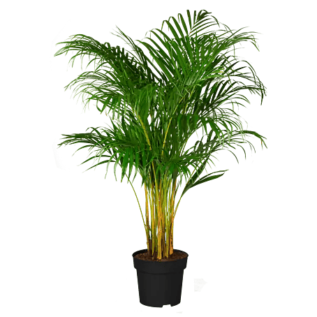 kaktus z limi Epiphyllum anguliger