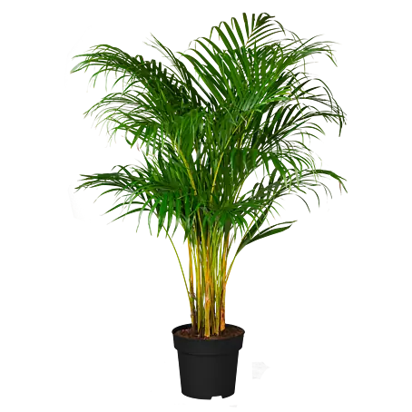Piardino Goldfruchtpalme - Dypsis lutescens, Topfgre: 24 cm online kaufen  bei BAUHAUS