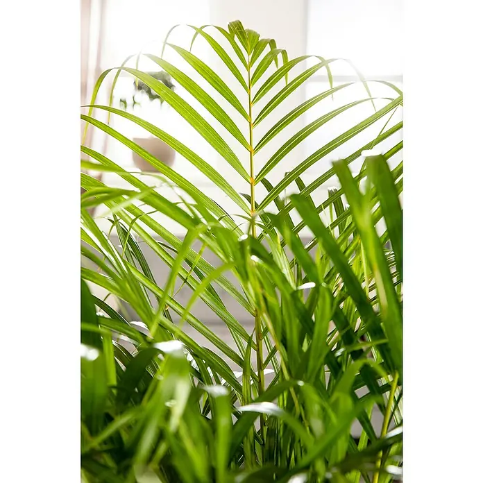 Piardino Goldfruchtpalme - Dypsis lutescens, Topfgröße: 24 cm - Nahaufnahme einer Zimmerpalme mit ihren strahlend grünen, eleganten Blättern, die eine beruhigende Atmosphäre schafft.