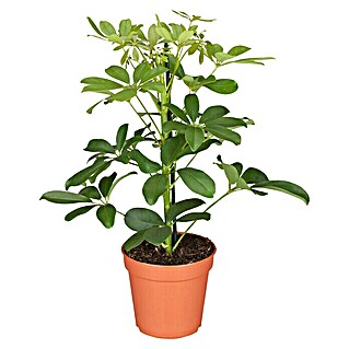 Piardino Strahlenaralie Nora (Schefflera abricola Nora, Topfgröße: 12 cm, Grün)