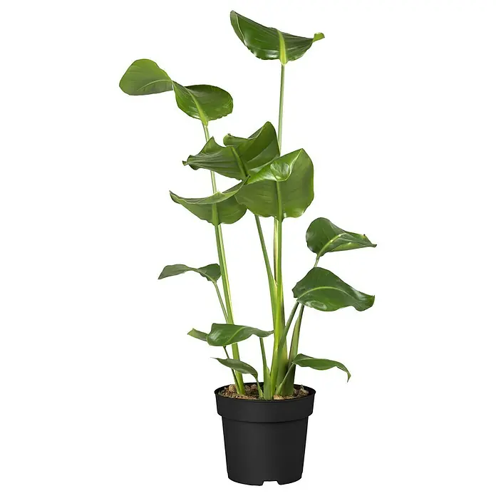 Piardino BaumstrelitzieStrelitzia nicolai, Topfgröße: 24 cm