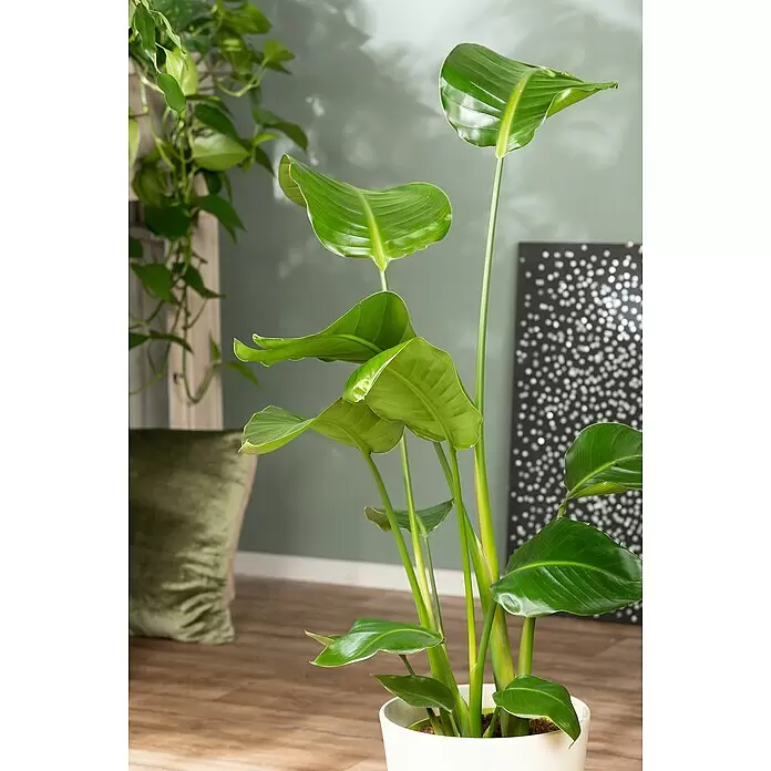 Piardino Baumstrelitzie - Strelitzia nicolai, Topfgröße: 24 cm - Stimmungsaufnahme