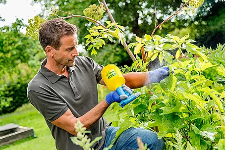 oliven düngen Purgrün Olivenbaum-Dünger 1 Liter