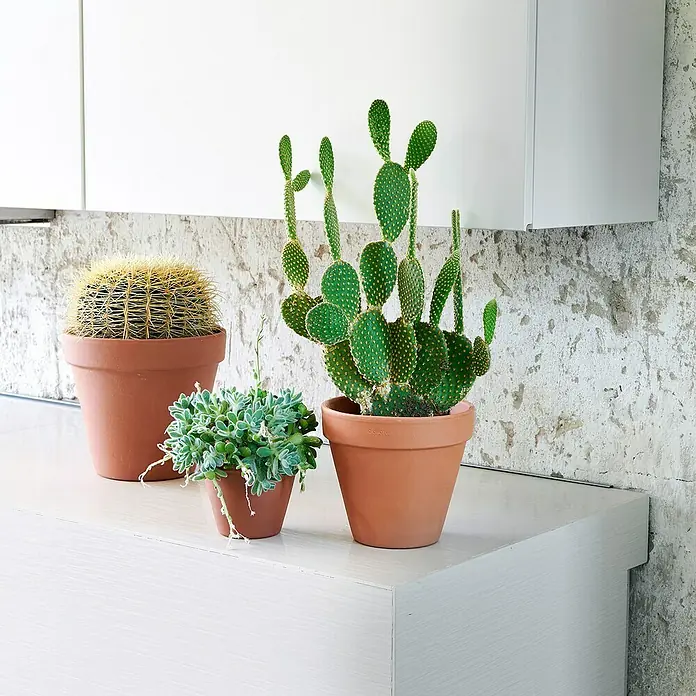 Deroma Maceta para planta - Dimensiones externas (Ø x Al): 27 x 24,4 cm, Materiales naturales, Rojo klinker - Primer plano de tres plantas suculentas y cactus en macetas de terracota, sobre una superficie blanca.