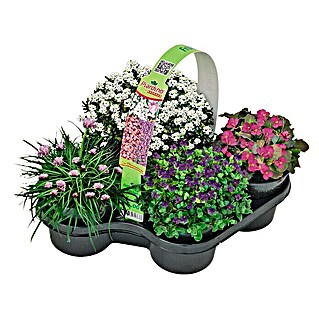 Piardino Pflanzen-Mix (Topfgröße: 10 cm, Gesamtstückzahl: 4 Stk.)