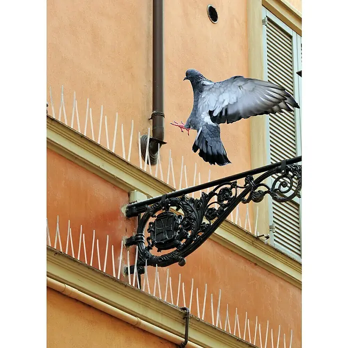 Swissinno Natural Control Taubenabwehr-Spikes - Länge: 100 cm, 3 Streifen - Eine Stadttaube landet inmitten von Vogelabwehrspitzen auf einem Gebäude mit verzierten Details und Fensterläden.