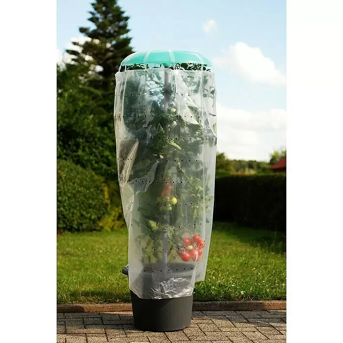 KHW Tomatengewächshaus Tomatenhut 3er SetDurchmesser: 49 cm, Kunststoff