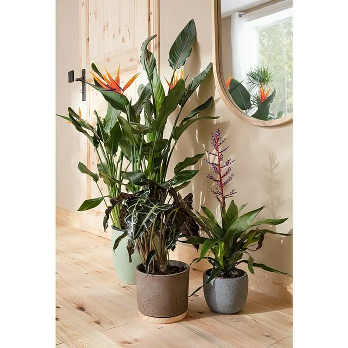 Baufan Pronatur Wandfarbe Lehmfarbe - Naturweiß, Matt, 10 l, Lösemittelfrei - Zimmerpflanzenensemble mit einer Paradiesvogelblume, einer Alocasia und einer Bromelie, die eine gemütliche und natürliche Atmosphäre schaffen.